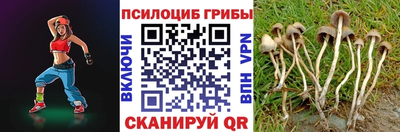 Галлюциногенные грибы Cubensis  закладка  Чапаевск 